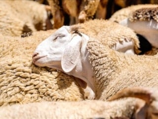 Küçükbaş Hayvancılığa Destek Projesi'ne başvuru