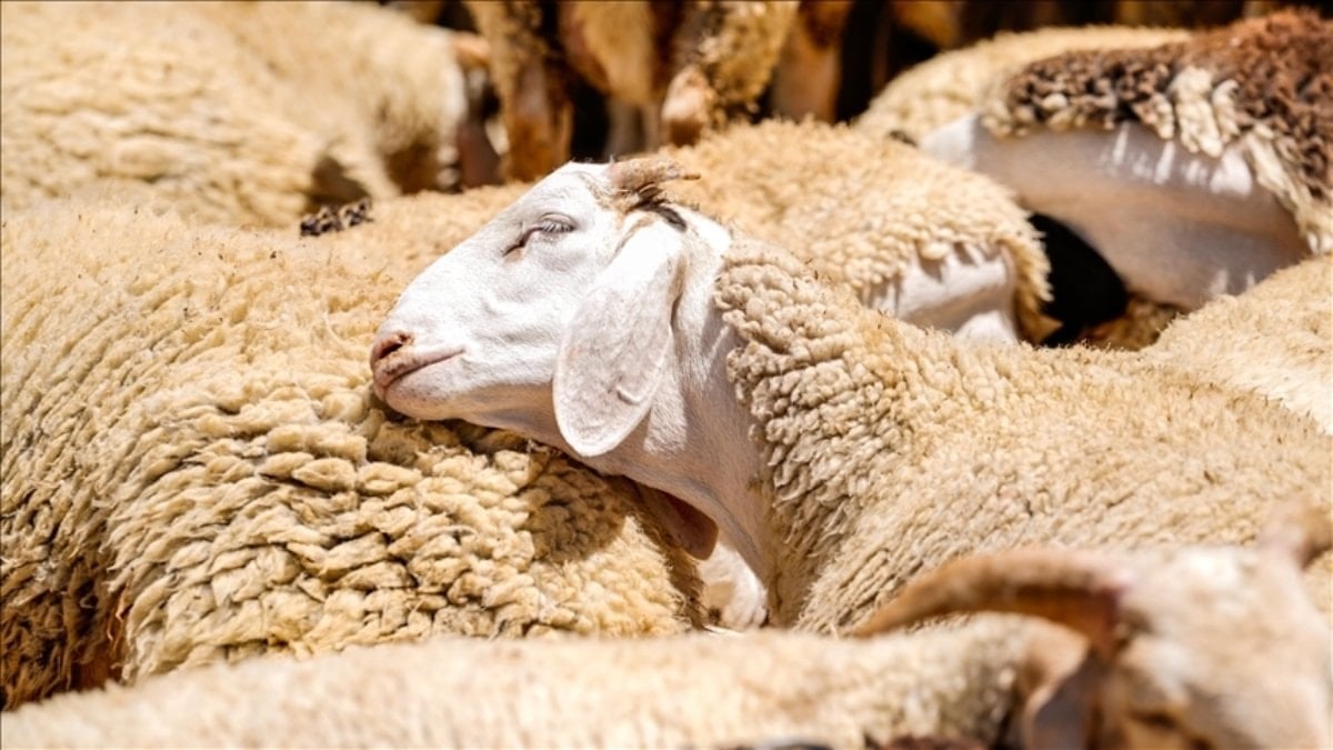 Küçükbaş Hayvancılığa Destek Projesi'ne başvuru