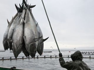 Orkinos avcılığında mevcut sistem devam edecek