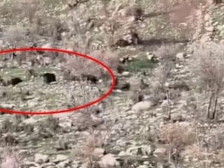 Diyarbakır'da koyun sürüsüne domuz saldırısı