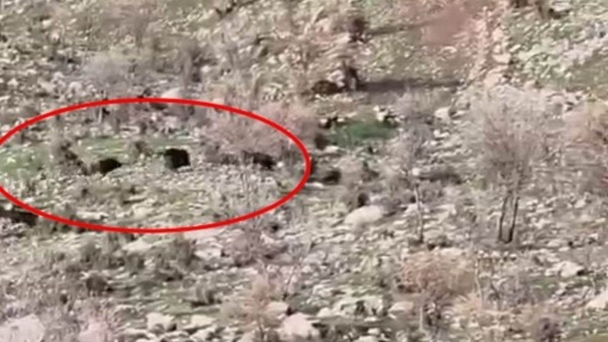 Diyarbakır'da koyun sürüsüne domuz saldırısı