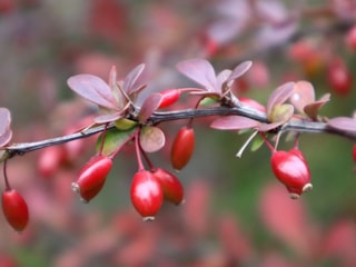 Nam-ı diğer "Kadın Tuzluğu": Berberis Vulgaris bitkisinin faydaları