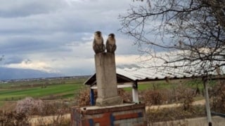 Denizli’de ağaçta görülen maymunlardan biri yakalandı
