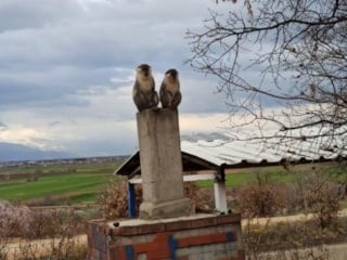 Denizli’de ağaçta görülen maymunlardan biri yakalandı
