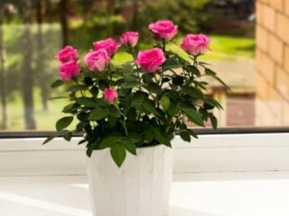 Vazoda gül bakımı: Haftalarca taze kalmasının sırrı buymuş