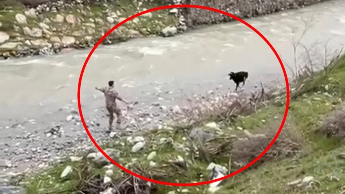 Siirt'te sahibinden kaçan buzağıyı polis kovaladı: Yakalama anları kamerada