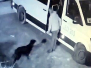İstanbul'da Avcılar’ın maskotu ‘Garip’ isimli köpeği minibüsle kaçıran şüpheli gözaltına alındı