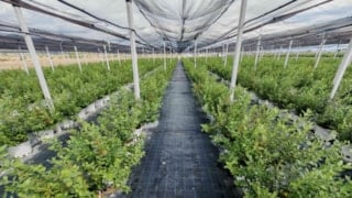 DCT Trading, teknolojik tarım yatırımlarıyla büyümeyi hedefliyor