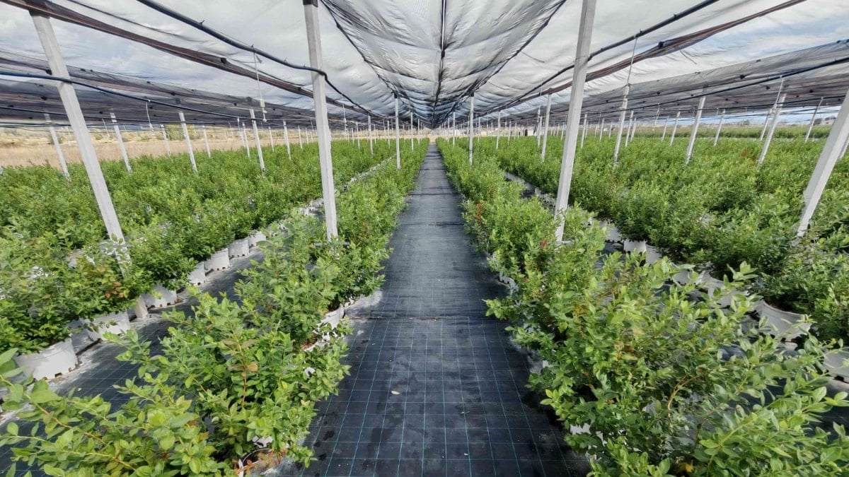 DCT Trading, teknolojik tarım yatırımlarıyla büyümeyi hedefliyor