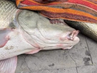 Elazığ'da 82 kiloluk dev turna için Kurban Bayramı'nı aratmayan pazarlık