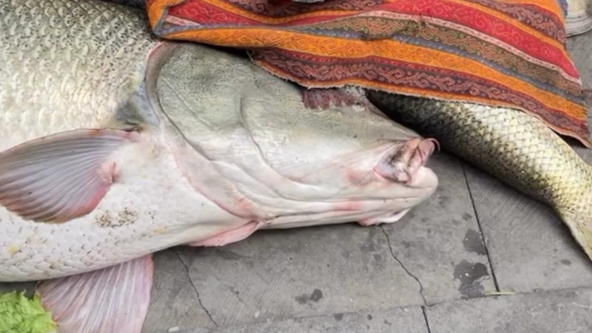 Elazığ'da 82 kiloluk dev turna için Kurban Bayramı'nı aratmayan pazarlık