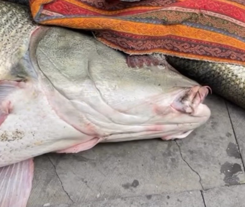 Elazığ'da 82 kiloluk dev turna için Kurban Bayramı'nı aratmayan pazarlık