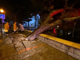 Aydın kent merkezinde asırlık çam ağacı devrildi