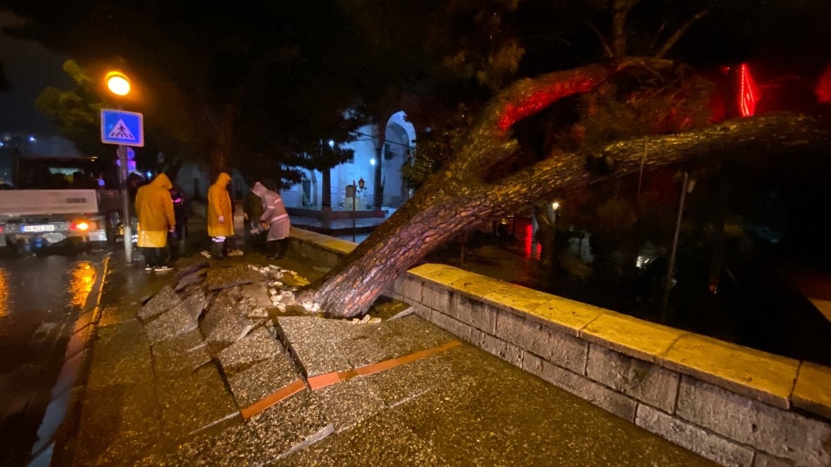 Aydın kent merkezinde asırlık çam ağacı devrildi