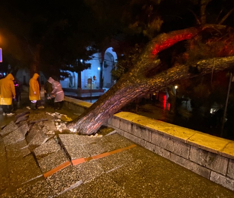 Aydın kent merkezinde asırlık çam ağacı devrildi
