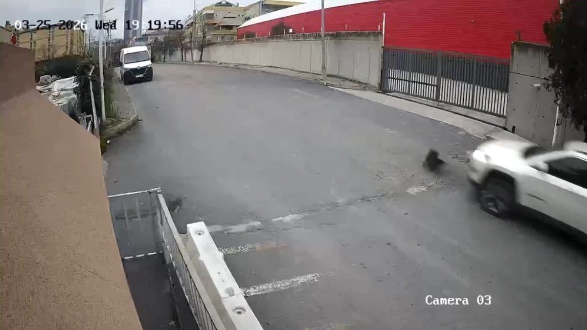 İstanbul'da köpeği ezen sürücü yoluna devam etti