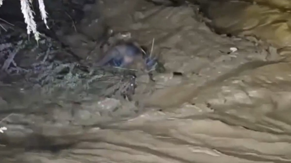 Aydın’da gece yarısı korku dolu anlar: Çaya düşen araçtaki sürücü kurtarıldı