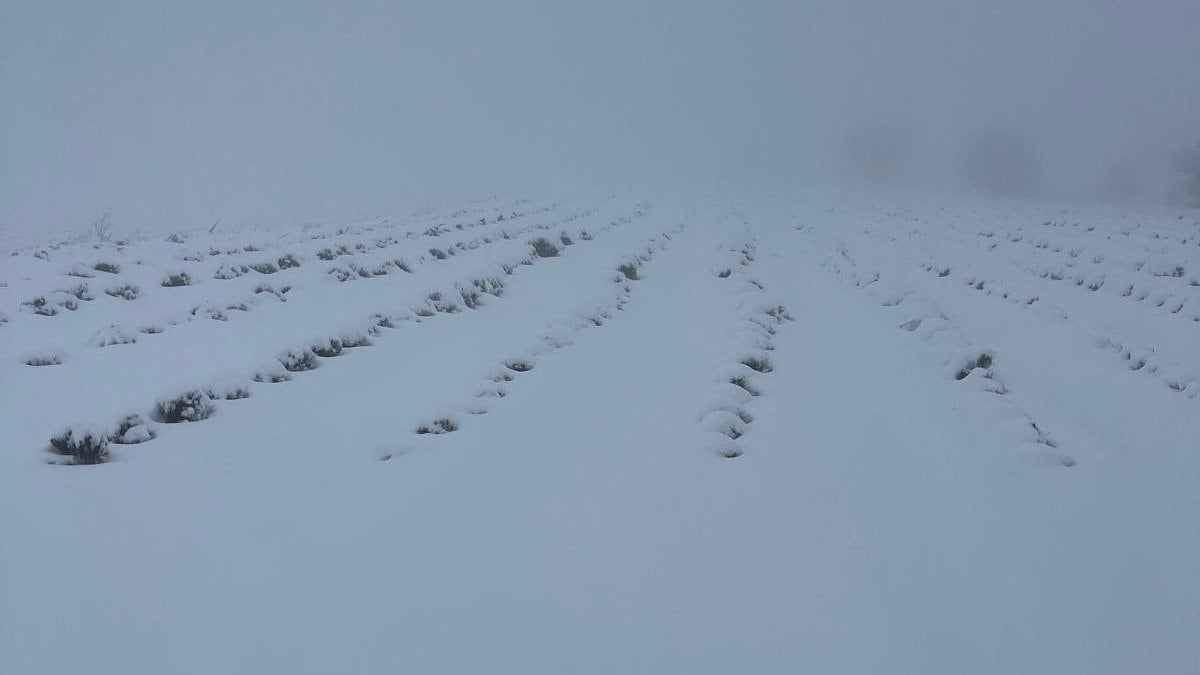 Mart sonunda Karıncalı Dağı’nda beyaz sürpriz