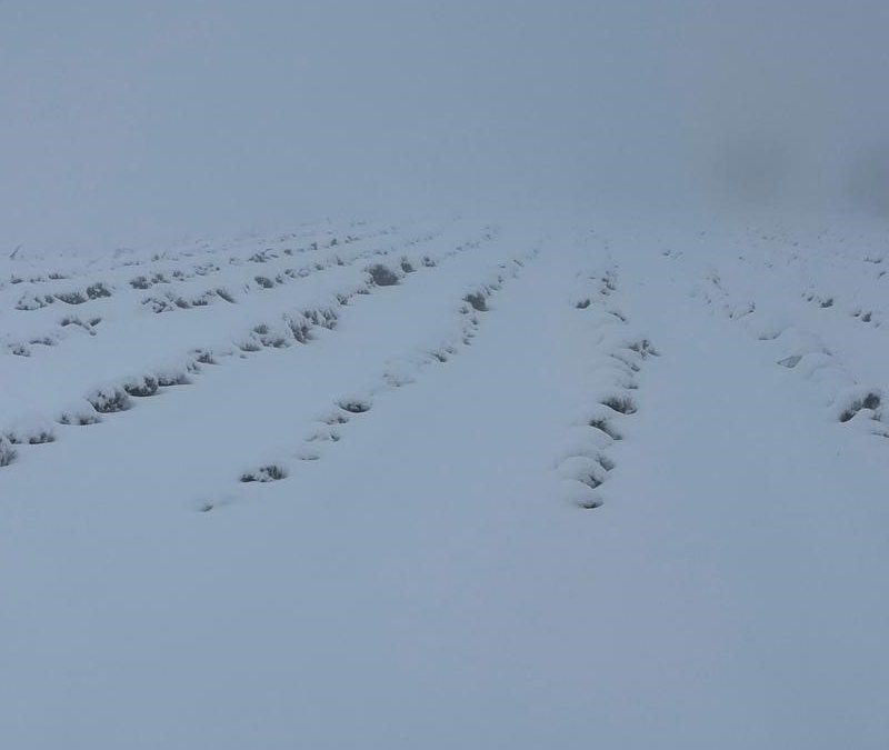 Mart sonunda Karıncalı Dağı’nda beyaz sürpriz