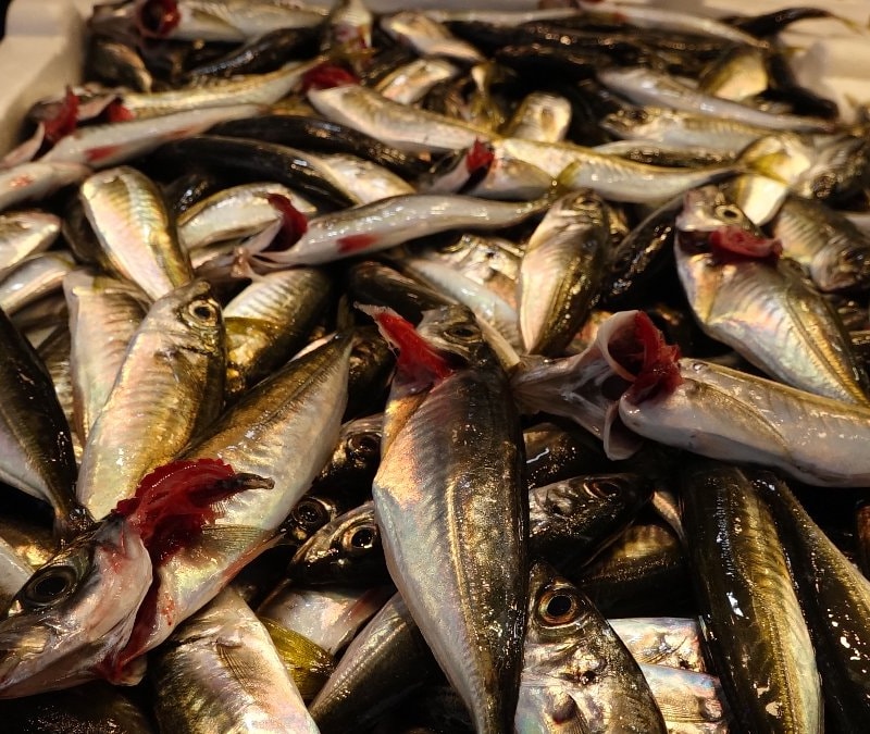 Trabzon'da av yasağı yaklaşırken tezgahlarda istavrit bolluğu yaşanıyor