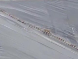 Şanlıurfa’da gölete düşen çakal, merdivenle kurtarıldı