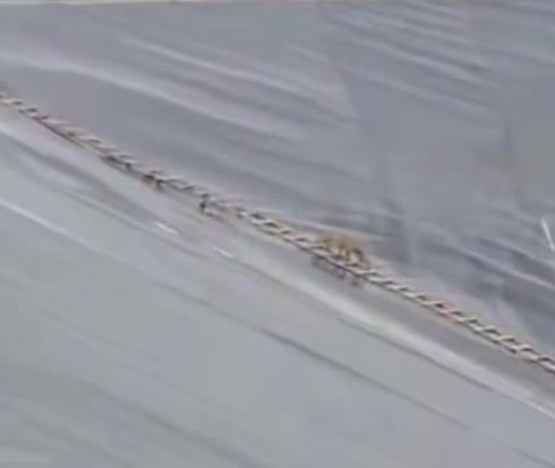 Şanlıurfa’da gölete düşen çakal, merdivenle kurtarıldı