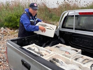 Muğla'da kaçak avlanan 80 kilo kefal balığına el konuldu