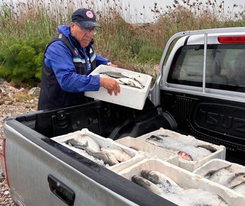 Muğla'da kaçak avlanan 80 kilo kefal balığına el konuldu
