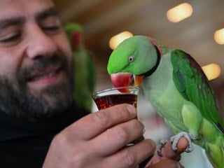 İskender papağanlarıyla ayrılmaz dostluk: Her yere birlikte gidiyorlar