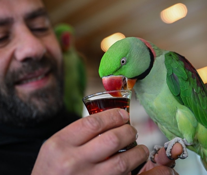 İskender papağanlarıyla ayrılmaz dostluk: Her yere birlikte gidiyorlar