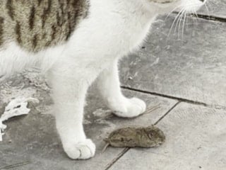 Erzurum’da kediden kaçan fare, ölü taklidi yaptı