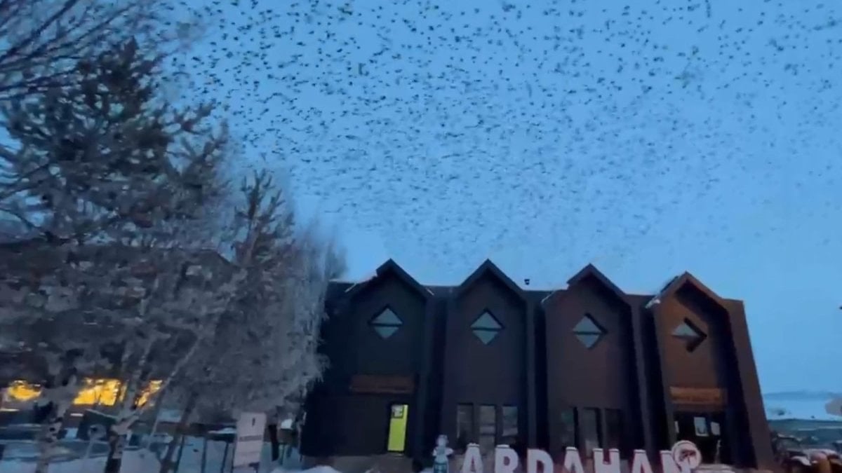 Ardahan'da gökyüzünü kargalar kapladı