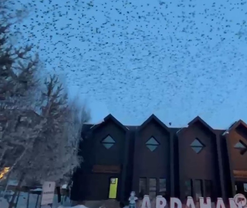 Ardahan'da gökyüzünü kargalar kapladı
