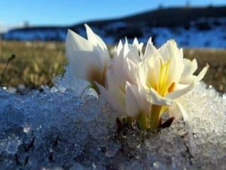 Erzincan’da baharın habercisi kardelenler toprağı süslemeye başladı