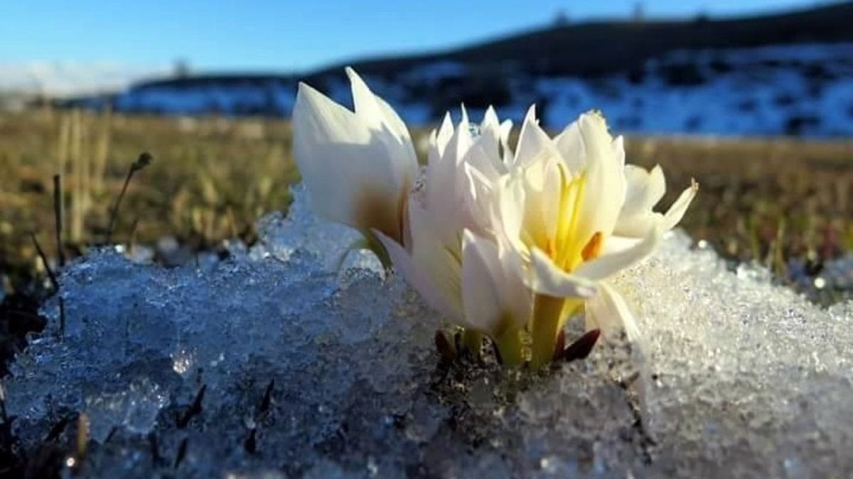 Erzincan’da baharın habercisi kardelenler toprağı süslemeye başladı