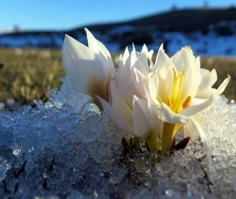 Erzincan’da baharın habercisi kardelenler toprağı süslemeye başladı