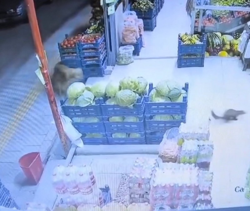 Malatya’da markete davetsiz misafir: Sansar şaşkınlık yarattı