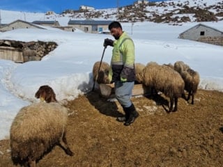Bitlis Süphan Dağı'nın eteklerinde zorlu şartlarda hayvancılık