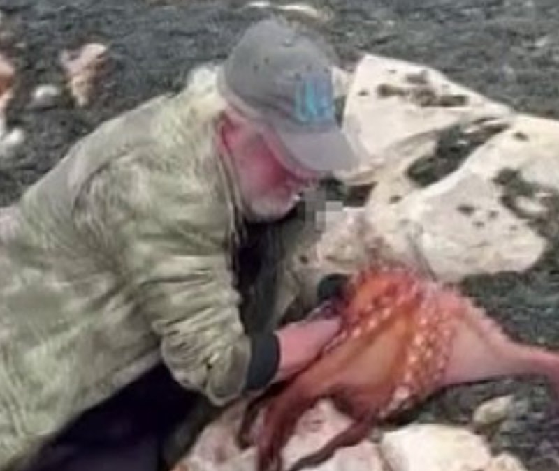 Karaburun’da balıkçı kayalıklardaki dev ahtapotu elleriyle yakaladı