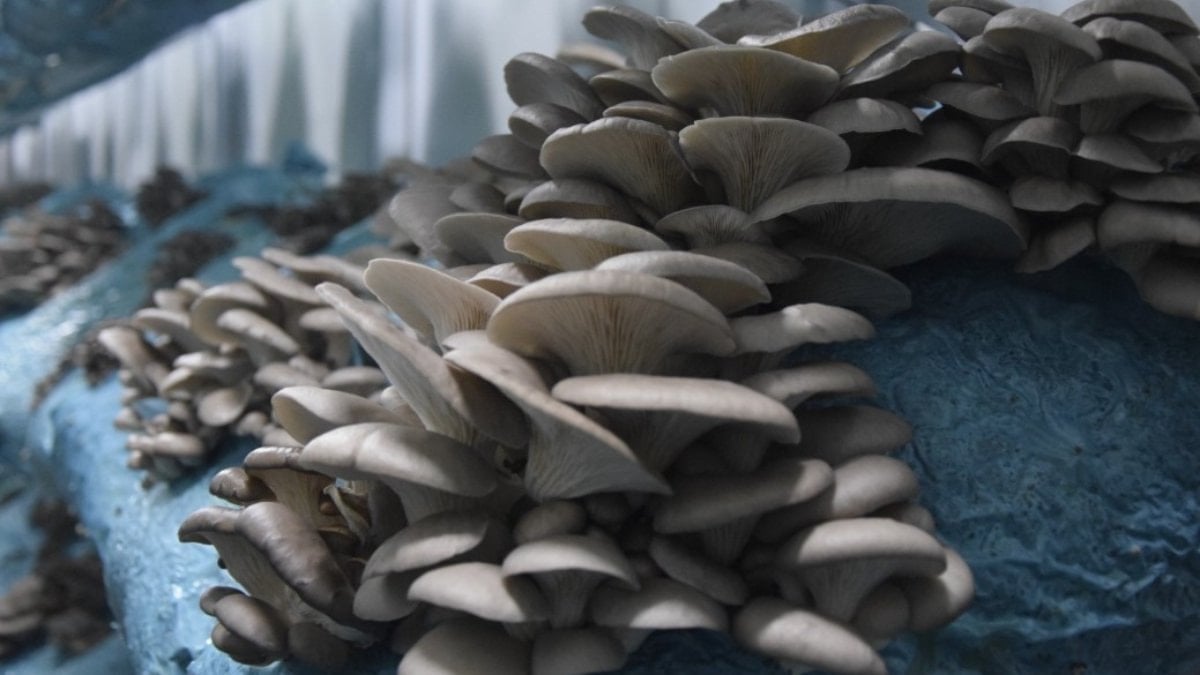 Hobi olarak başladı; Günde 1 ton hasada ulaştı! Bakın ne üretiyor...