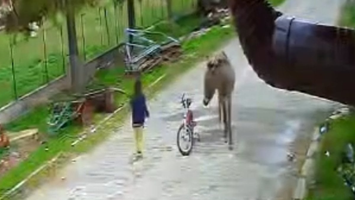 Afyonkarahisar'da evinin önünde oynarken eşeğin saldırısına uğrayan çocuk kamerada