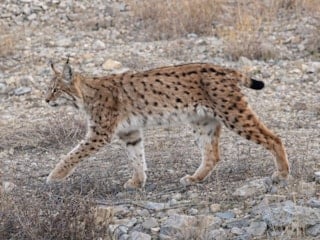 Kırıkkale'de fotokapana "ormanın hayaleti" takıldı