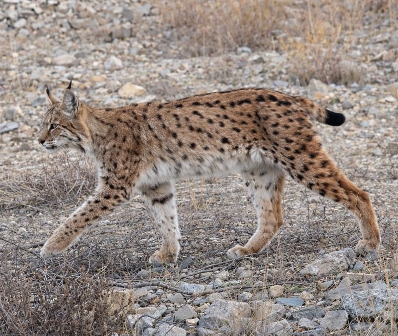 Kırıkkale'de fotokapana 