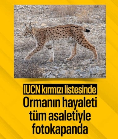 Kırıkkale'de fotokapana "ormanın hayaleti" takıldı