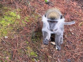 Denizli'de mantar ararken karşısına maymun çıktı: Simitle oyalamaya çalıştı