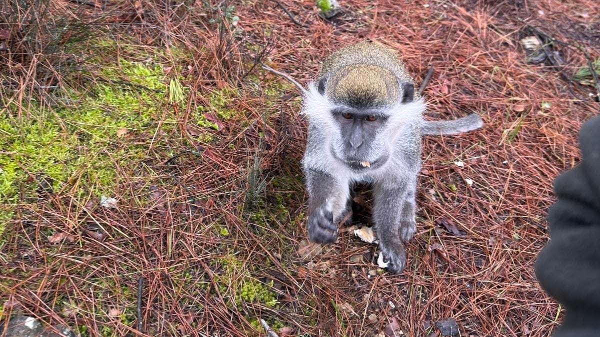 Denizli'de mantar ararken karşısına maymun çıktı: Simitle oyalamaya çalıştı