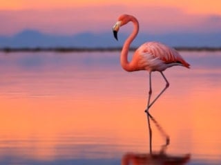 Viral olan flamingo testi: Kaç saniye durabilirsiniz