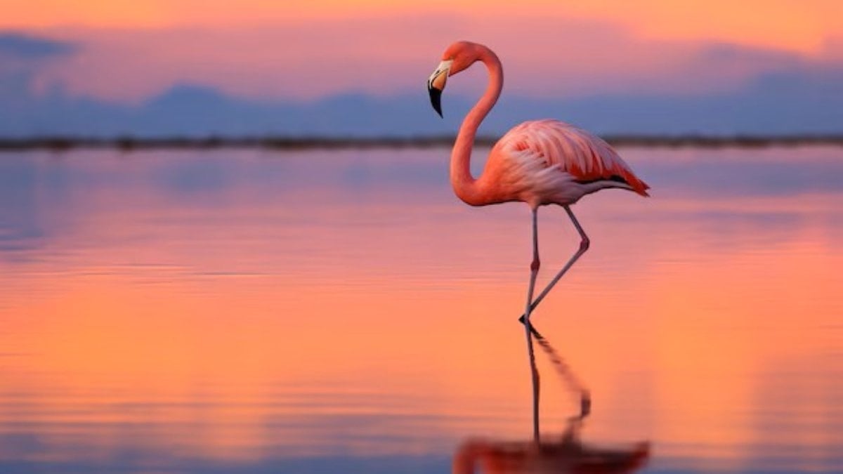 Viral olan flamingo testi: Kaç saniye durabilirsiniz