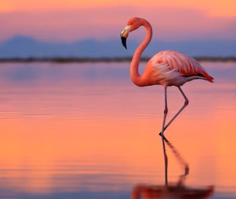 Viral olan flamingo testi: Kaç saniye durabilirsiniz