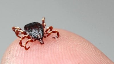 Sivas’ta kene uyarısı